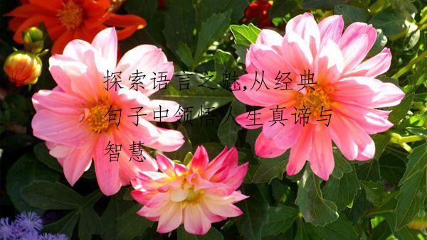 探索语言之魅,从经典句子中领悟人生真谛与智慧
