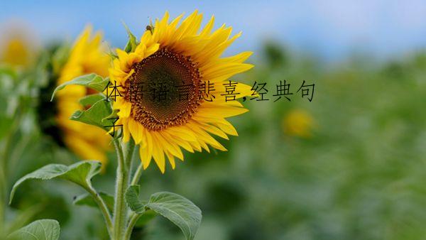 体悟语言悲喜,经典句子