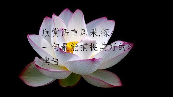 欣赏语言风采,探寻那一句最能捕捉美好的经典语