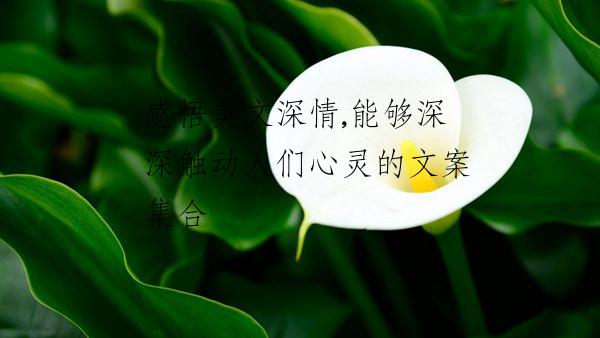 感悟美文深情,能够深深触动人们心灵的文案集合