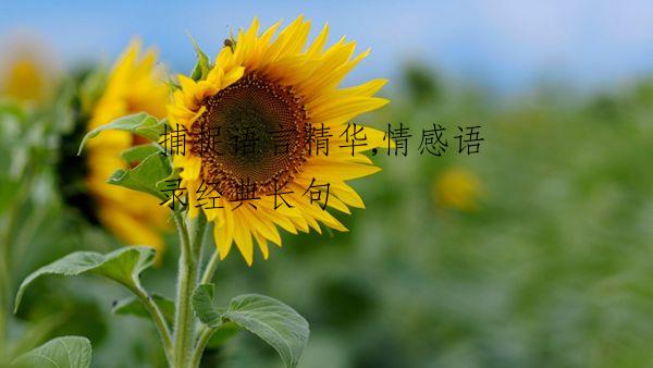 捕捉语言精华,情感语录经典长句