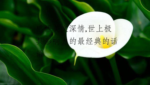 感悟美文深情,世上极具影响力的最经典的话语