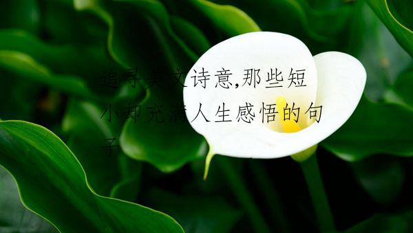 追寻美文诗意,那些短小却充满人生感悟的句子