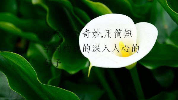 惊叹语言奇妙,用简短字词构成的深入人心的句子