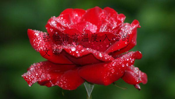 轻触语言温度,入心的文案